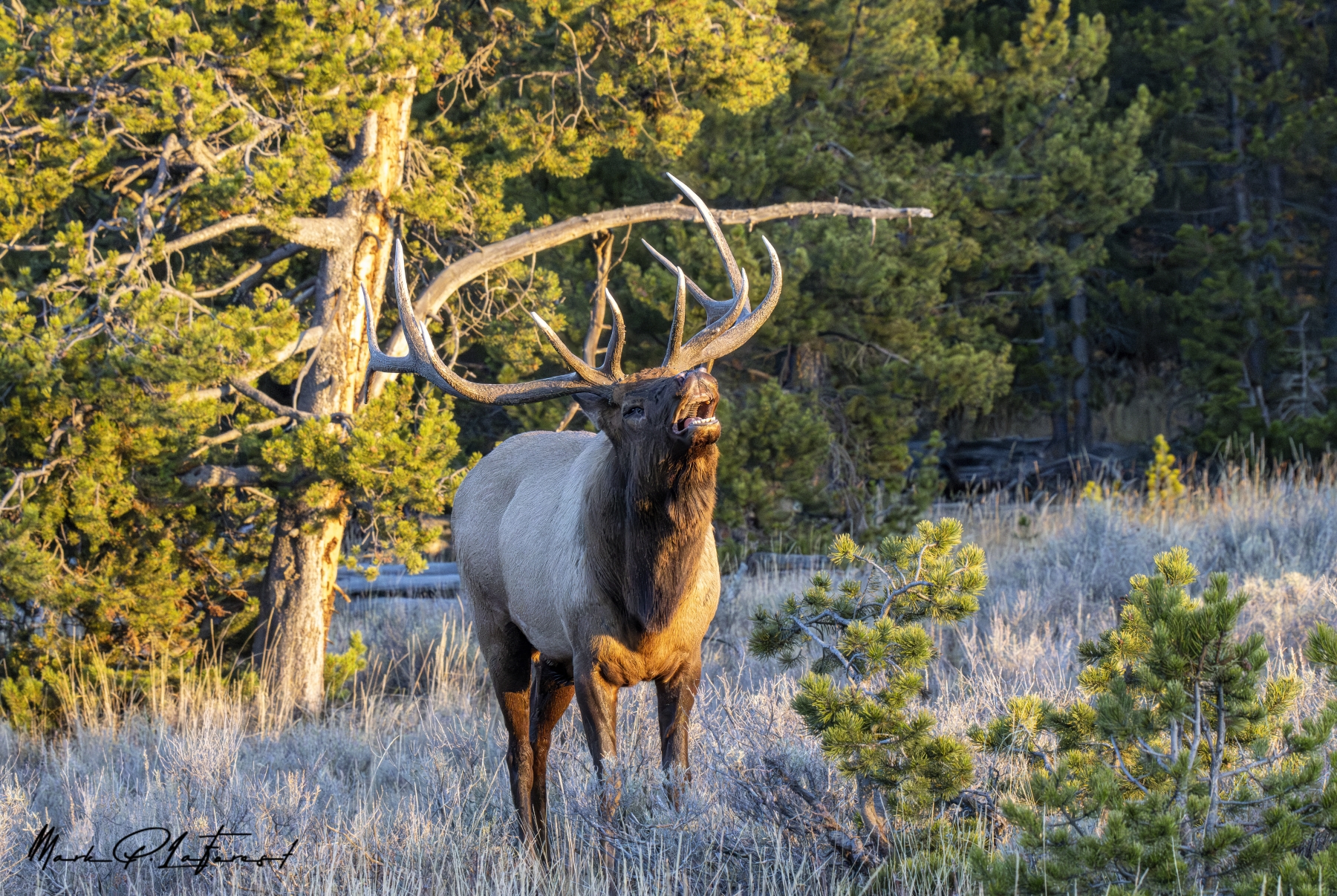 Bull Elk, Yellowstone Lake Lodge, Yellowstone National Park